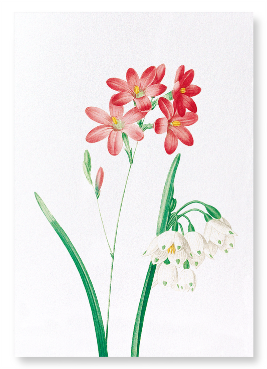 IXIA SCARIOSA: Botanical Art Print