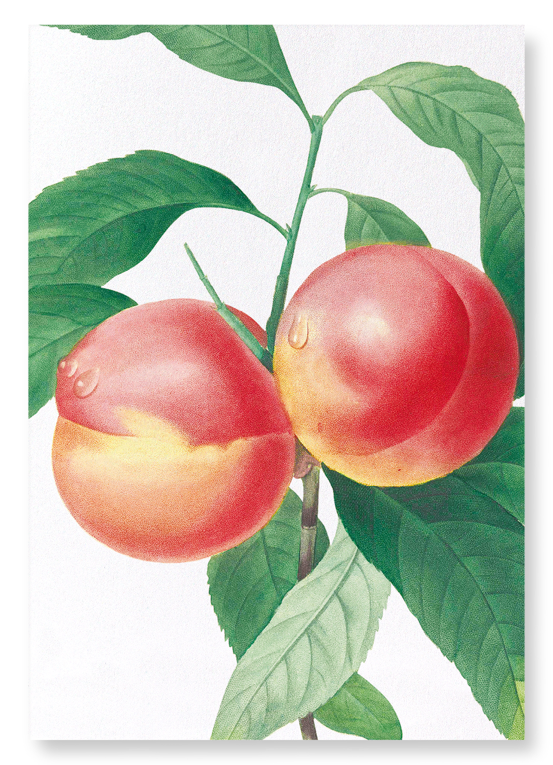 PEACH NO.2: Botanical Art Print