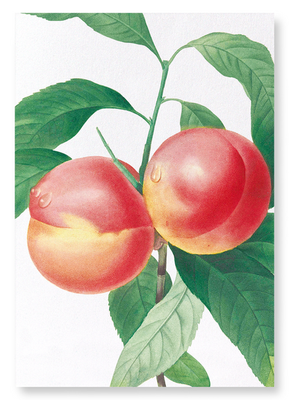 PEACH NO.2: Botanical Art Print