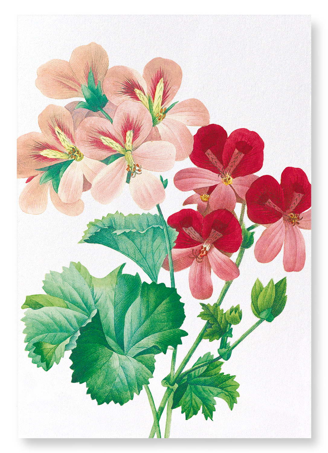 GERANIUM: Botanical Art Print