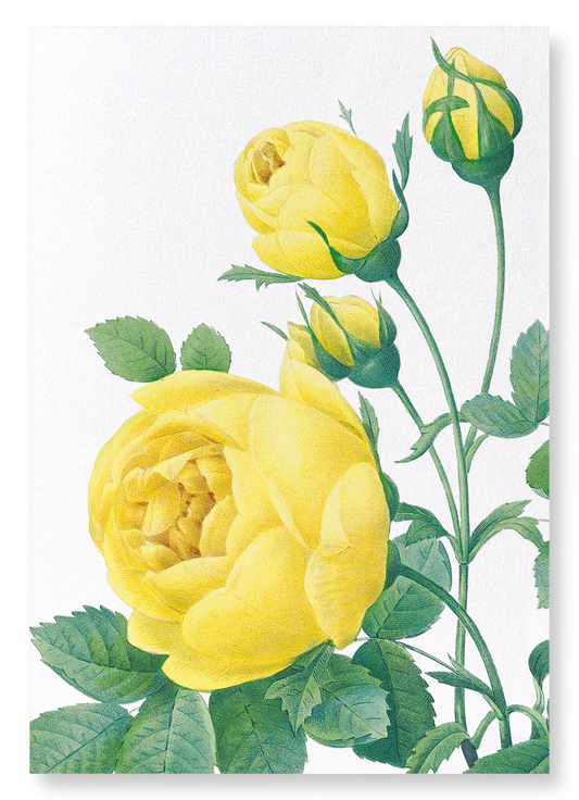 YELLOW ROSES: Botanical Art Print
