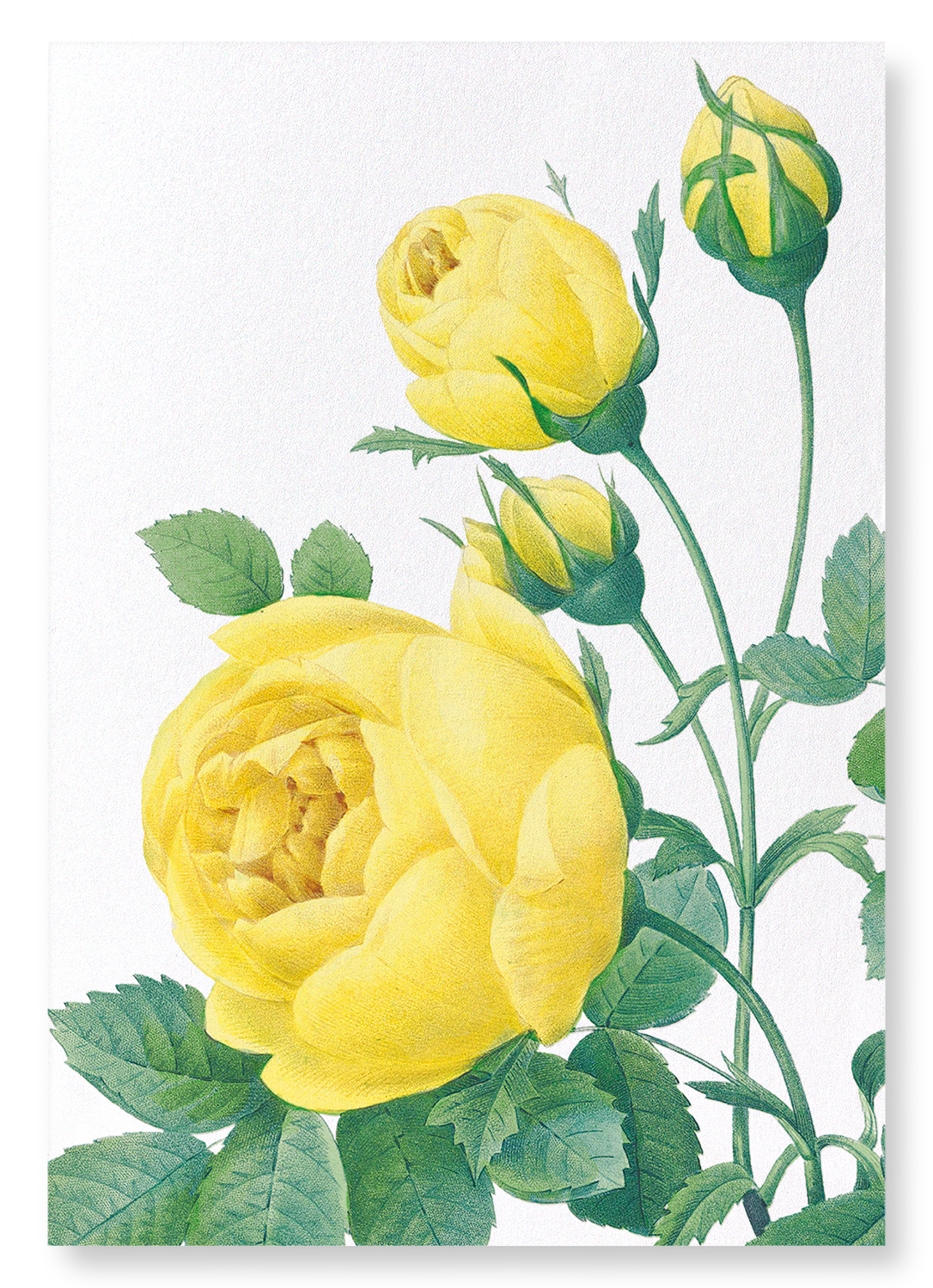 YELLOW ROSES: Botanical Art Print