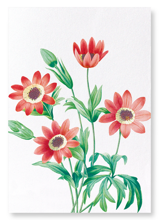 ANEMONE STELLATA: Botanical Art Print