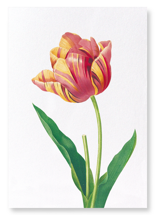 TULIP: Botanical Art Print