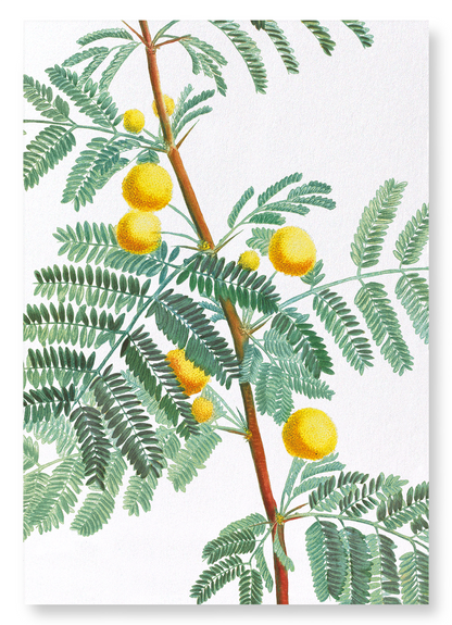 SWEET ACACIA: Botanical Art Print