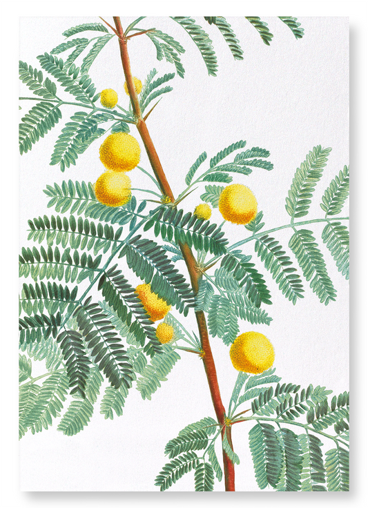 SWEET ACACIA: Botanical Art Print