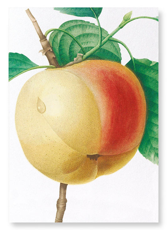 APPLE (CALVILLE BLANC): Botanical Art Print