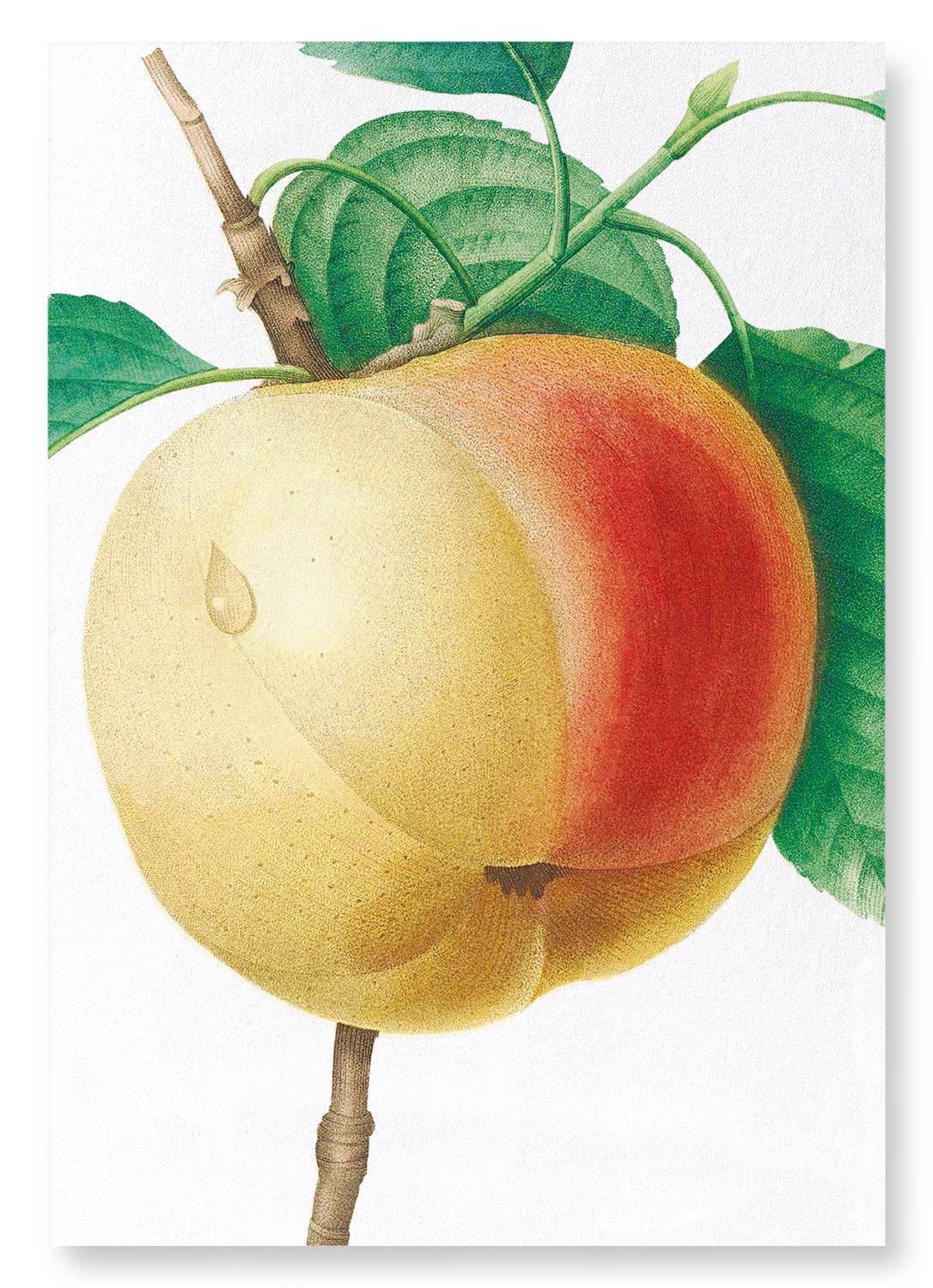APPLE (CALVILLE BLANC): Botanical Art Print