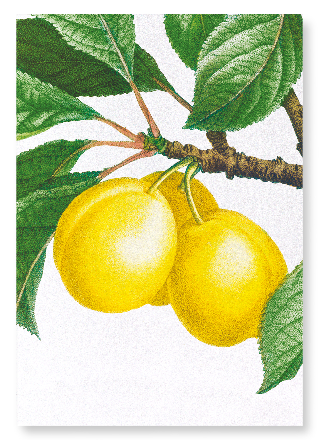 PLUMS ON A BRANCH : Botanical Art Print