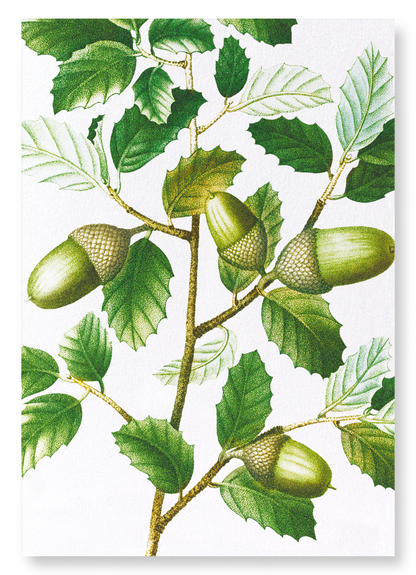 CORK OAK TREE ACORNS: Botanical Art Print
