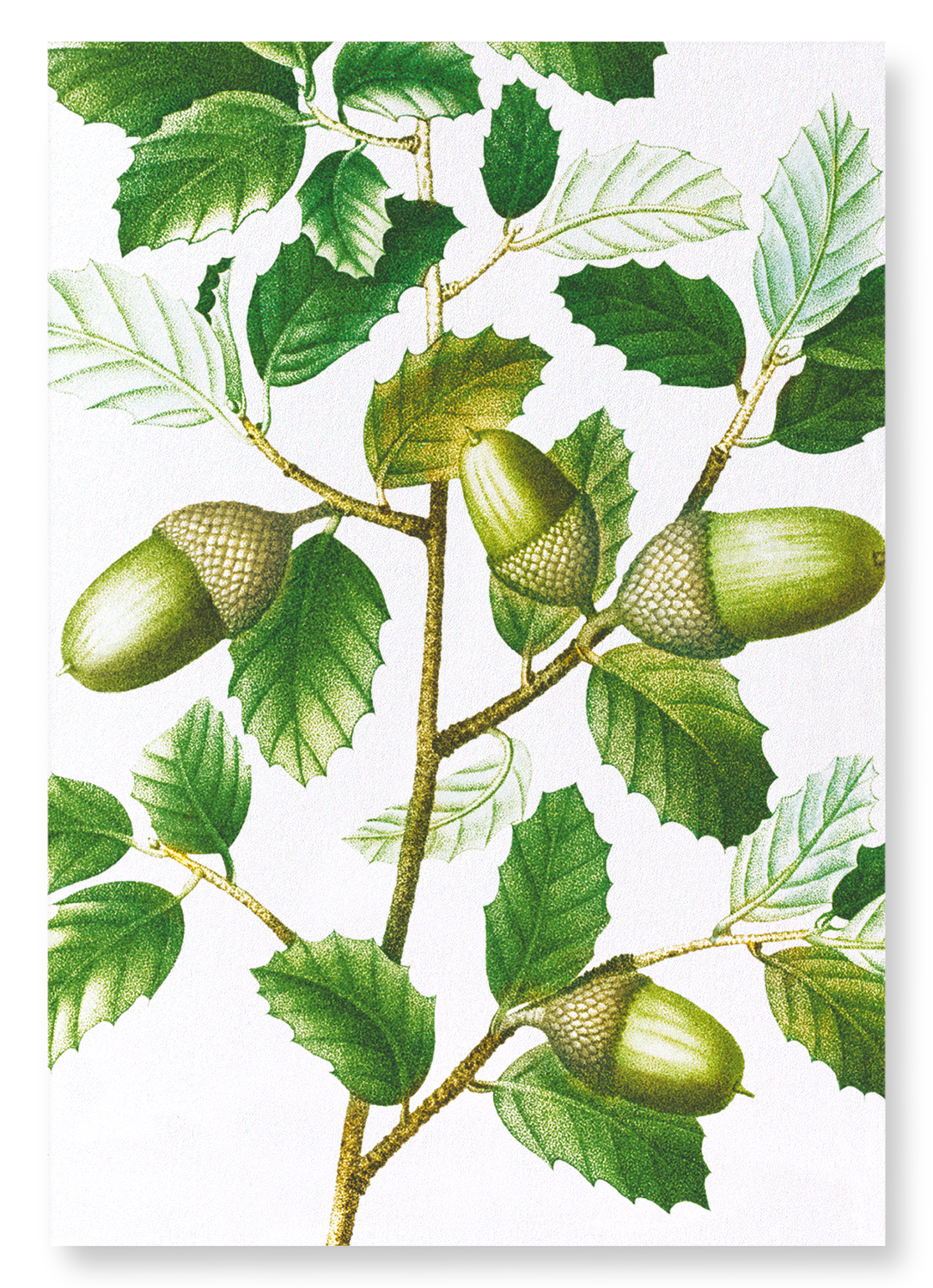 CORK OAK TREE ACORNS: Botanical Art Print