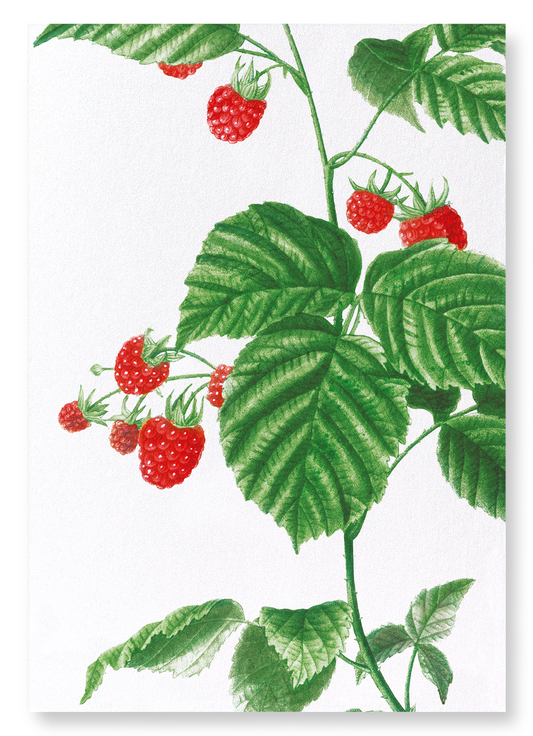RASPBERRY BRANCH : Botanical Art Print