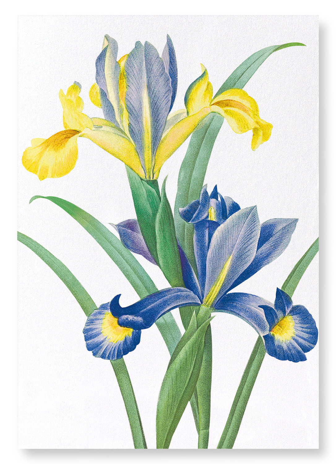 SPANISH IRIS: Botanical Art Print
