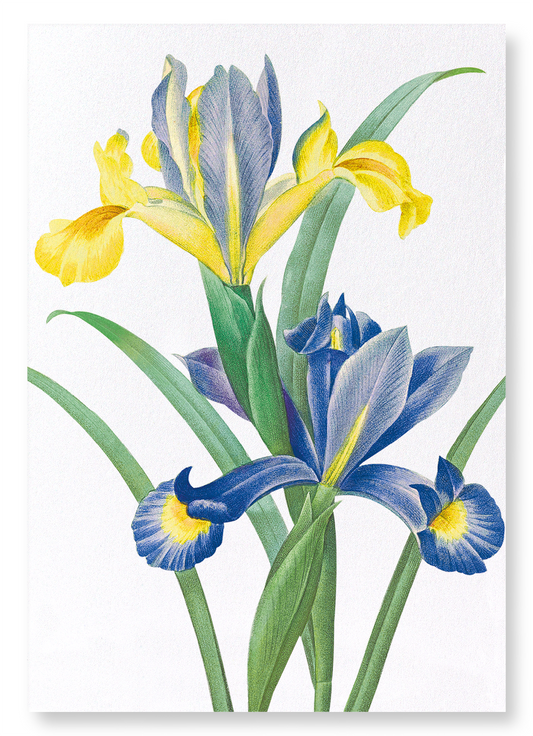 SPANISH IRIS: Botanical Art Print