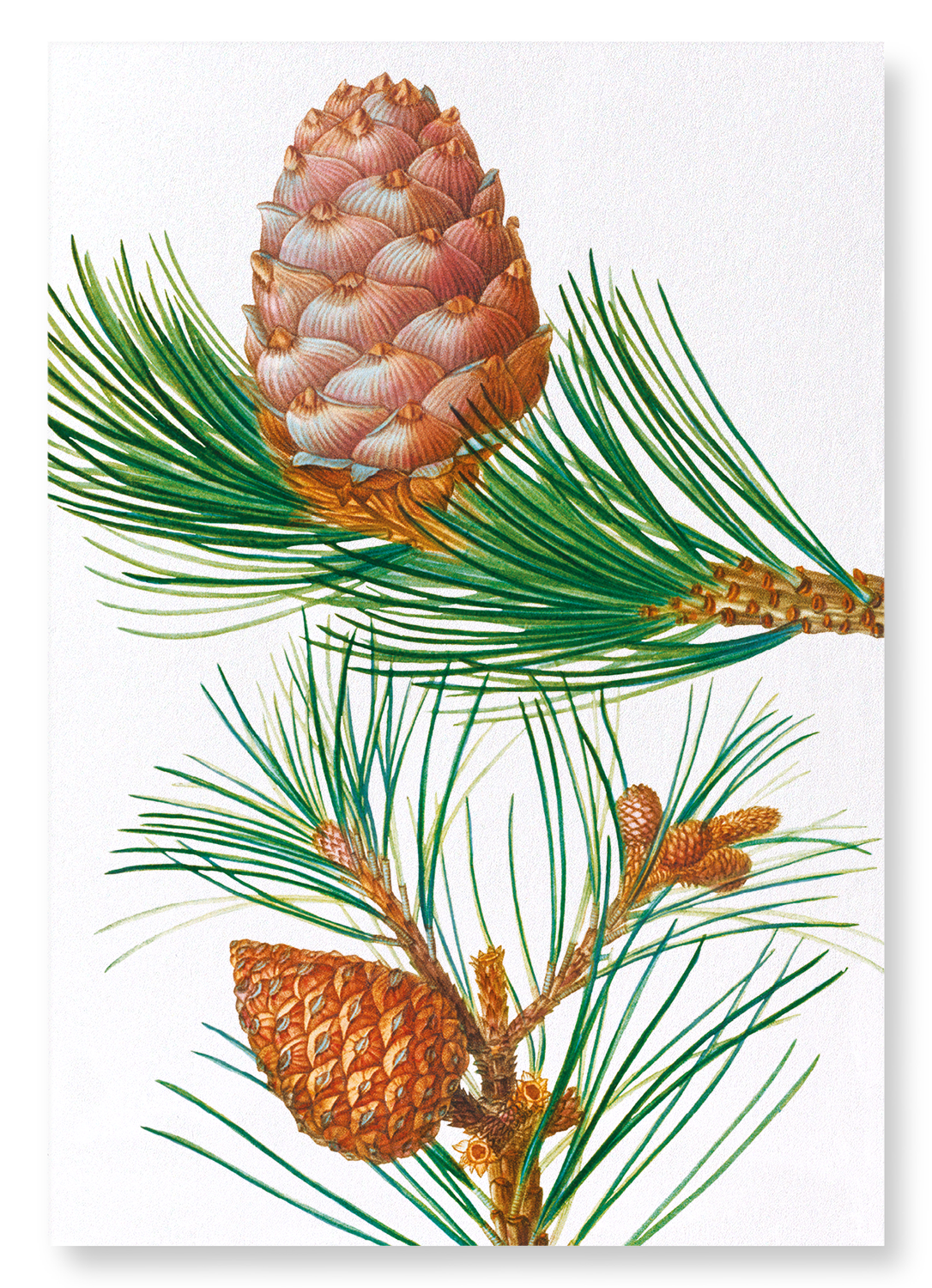 ALEPPO PINE & CONIFER CONES: Botanical Art Print