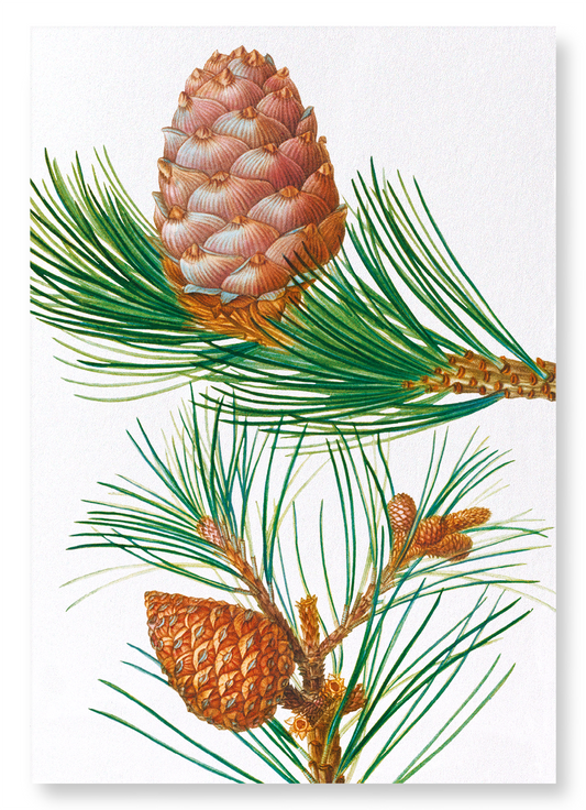 ALEPPO PINE & CONIFER CONES: Botanical Art Print
