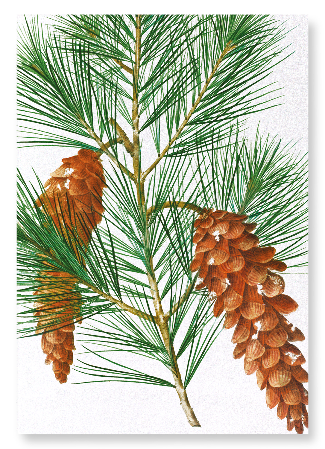 WHITE PINE: Botanical Art Print