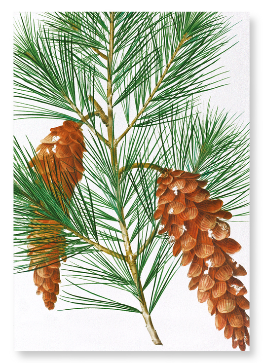 WHITE PINE: Botanical Art Print