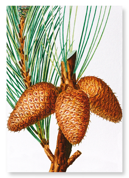 PITCH PINE: Botanical Art Print