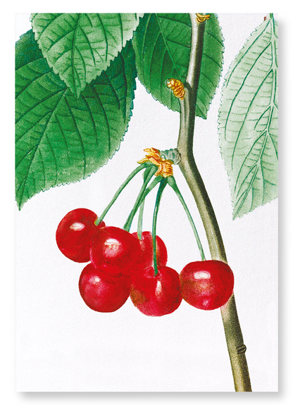 CHERRIES: Botanical Art Print