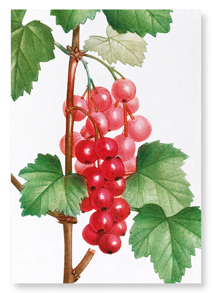 REDCURRANT FRUIT: Botanical Art Print