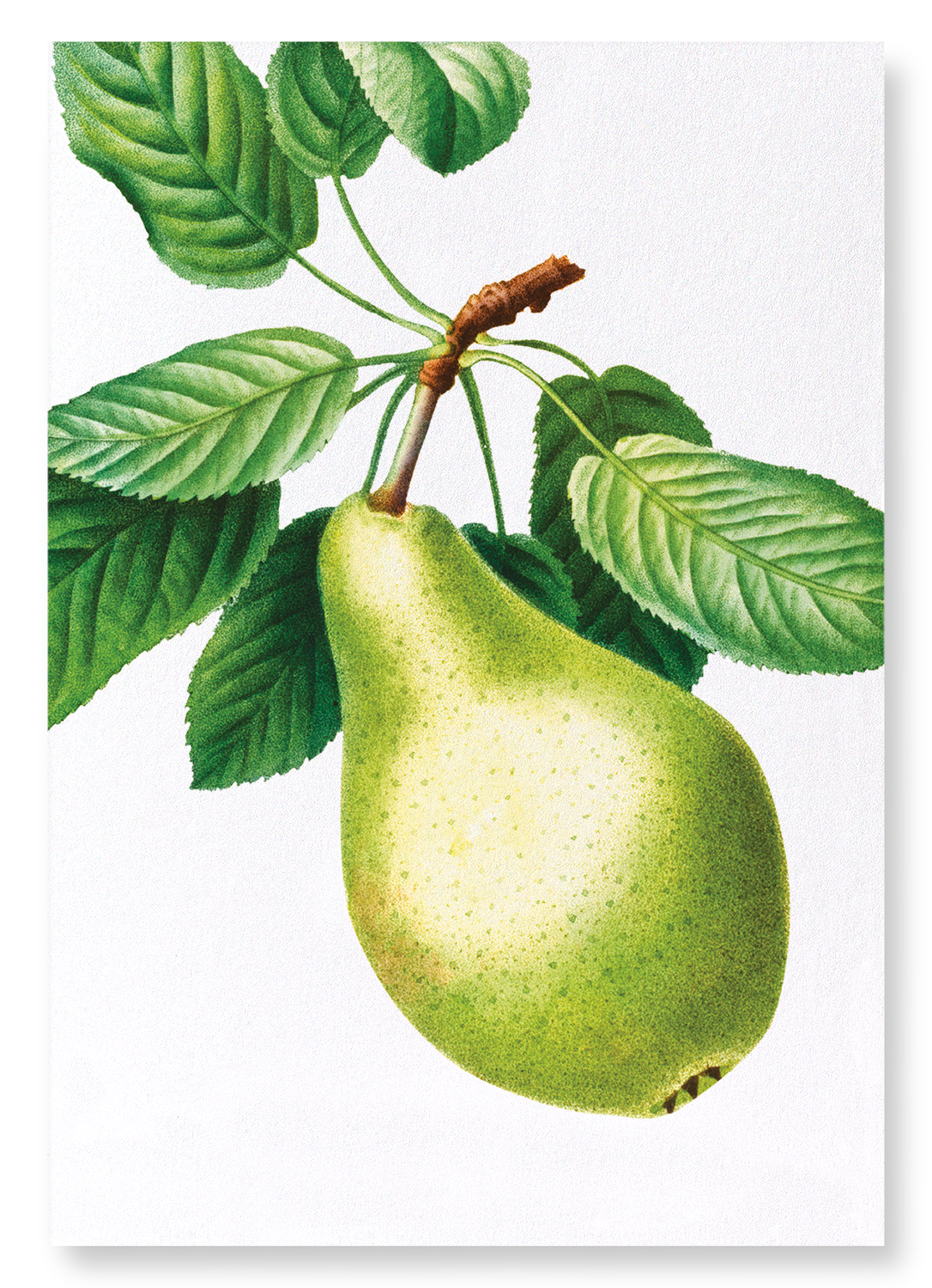 PEAR NO.1: Botanical Art Print