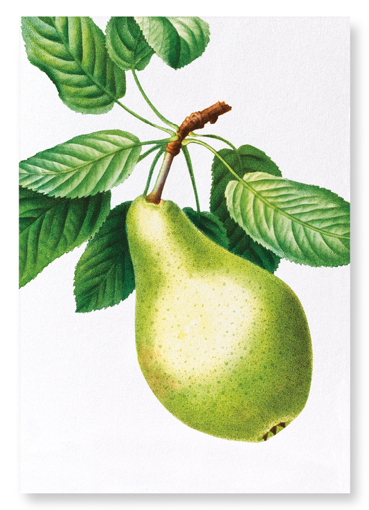 PEAR NO.1: Botanical Art Print