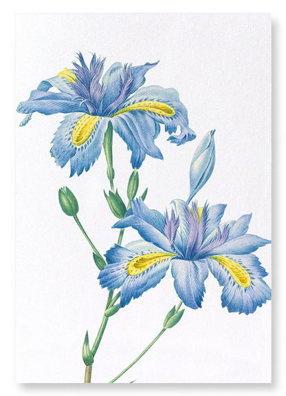 BUTTERFLY FLOWER : Botanical Art Print