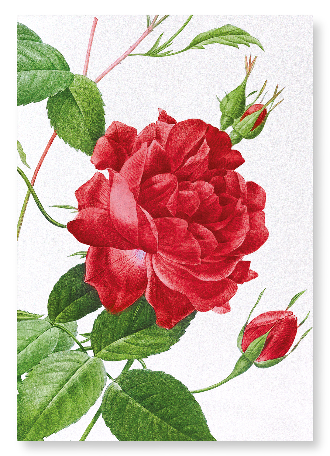 RED BENGAL RED ROSE: Botanical Art Print
