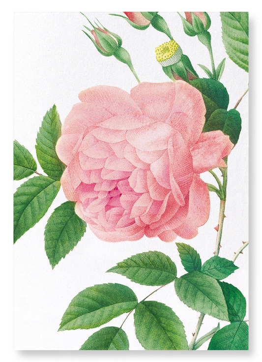 PINK ROSE NO.1: Botanical Art Print