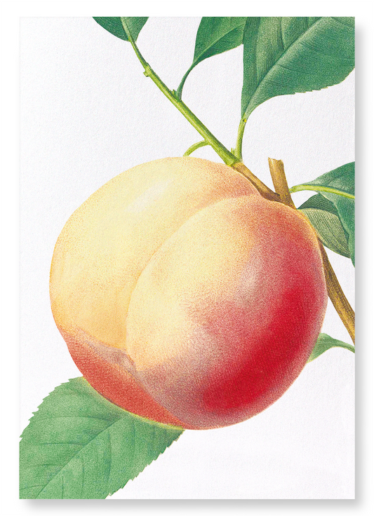PEACH NO.1: Botanical Art Print
