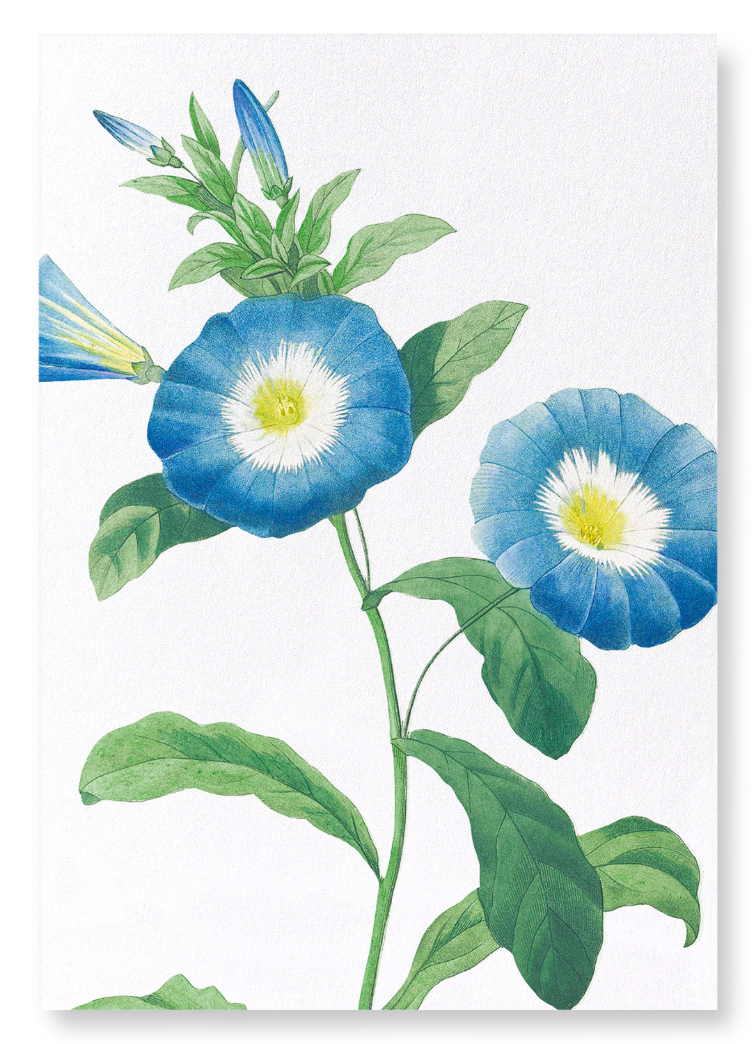 FIELD BINDWEED: Botanical Art Print