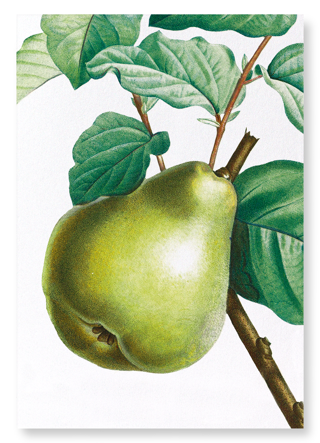PEAR NO.2: Botanical Art Print