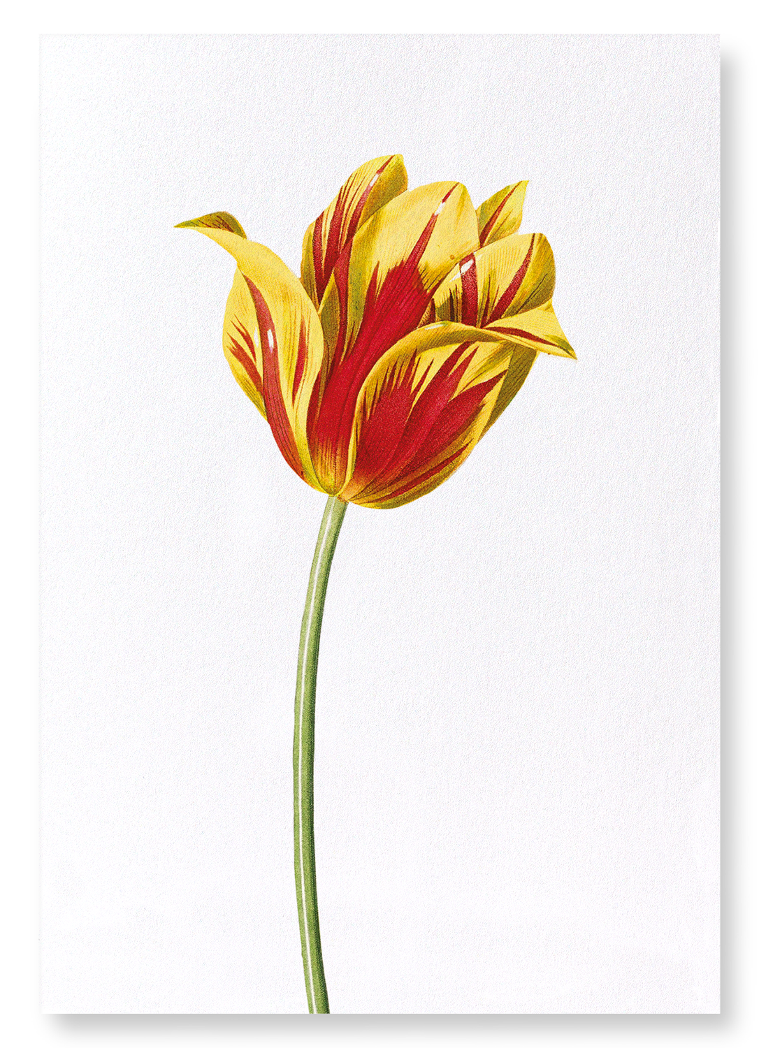DIDIER'S TULIP: Botanical Art Print