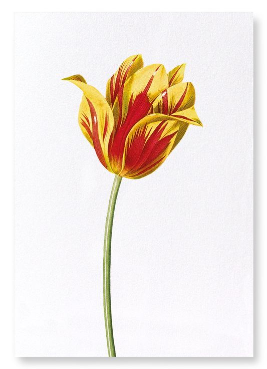 DIDIER'S TULIP: Botanical Art Print