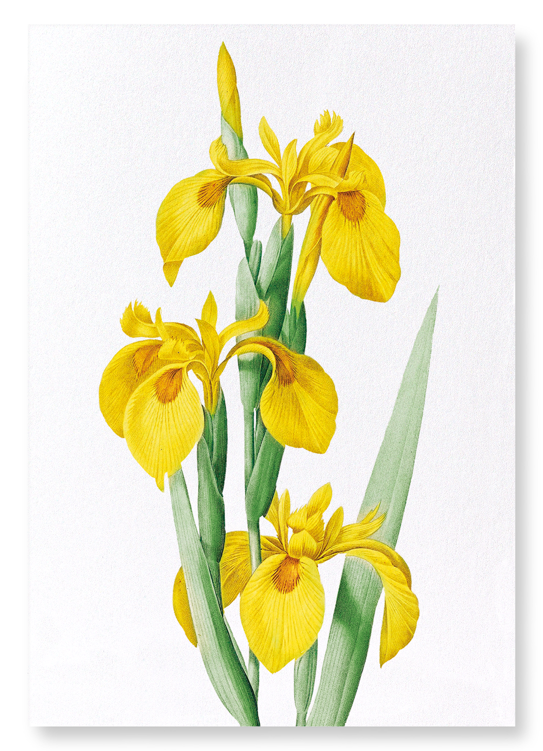 YELLOW IRIS: Botanical Art Print