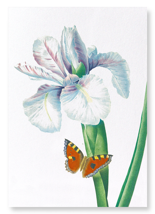 SPANISH IRIS NO.2: Botanical Art Print