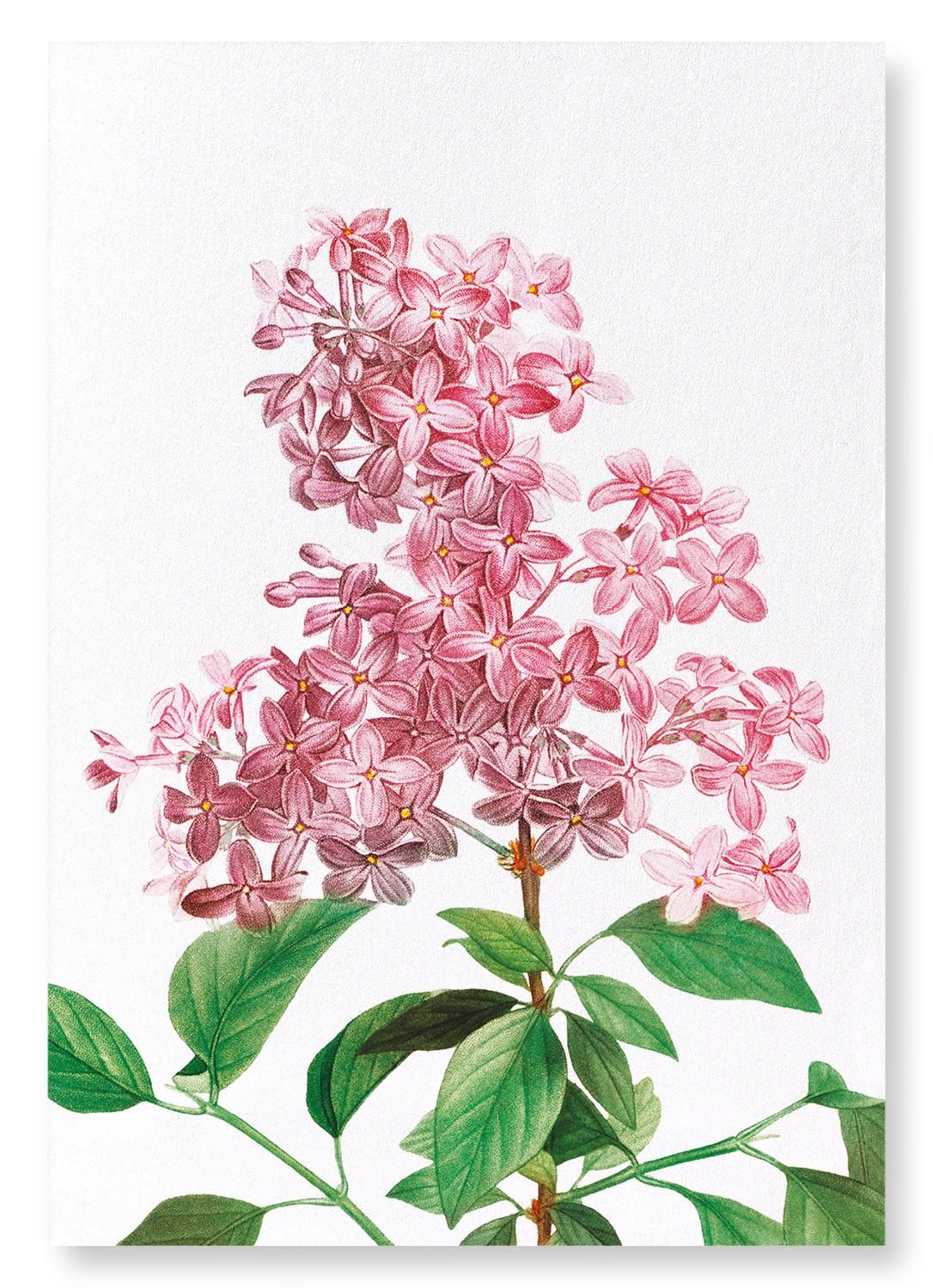 LILAC NO.2: Botanical Art Print