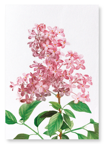 LILAC NO.2: Botanical Art Print