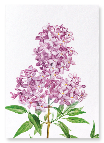 LILAC NO.3: Botanical Art Print