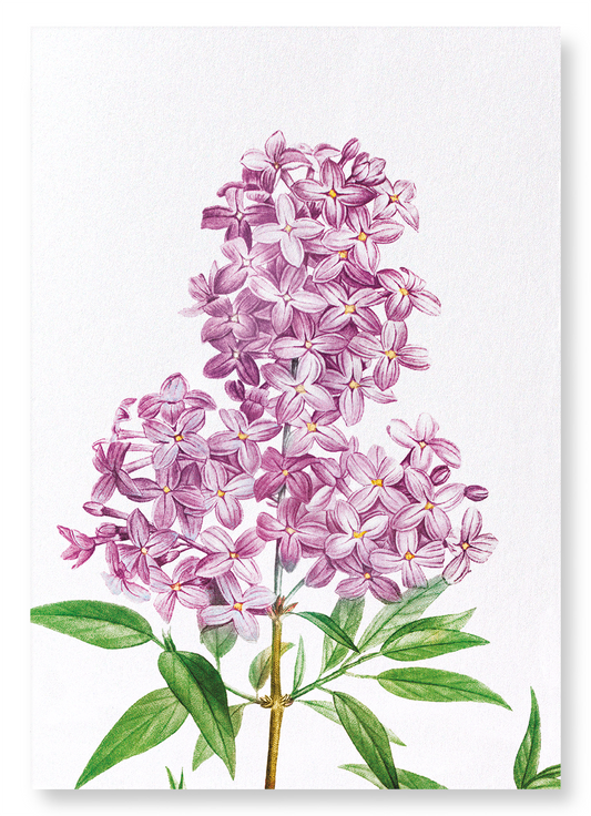LILAC NO.3: Botanical Art Print