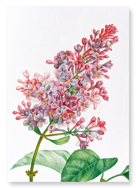 LILAC NO.4: Botanical Art Print