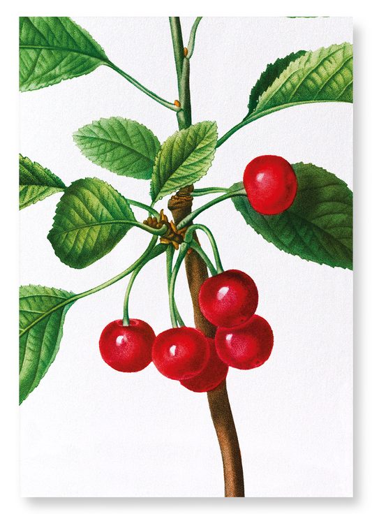 CHERRIES NO. 2: Botanical Art Print
