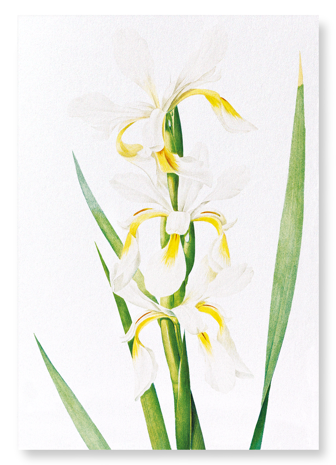 IRIS : Botanical Art Print