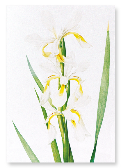 IRIS : Botanical Art Print
