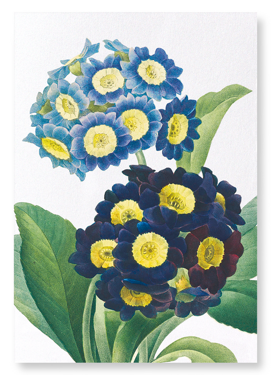 PRIMULA AURICULA NO.1: Botanical Art Print