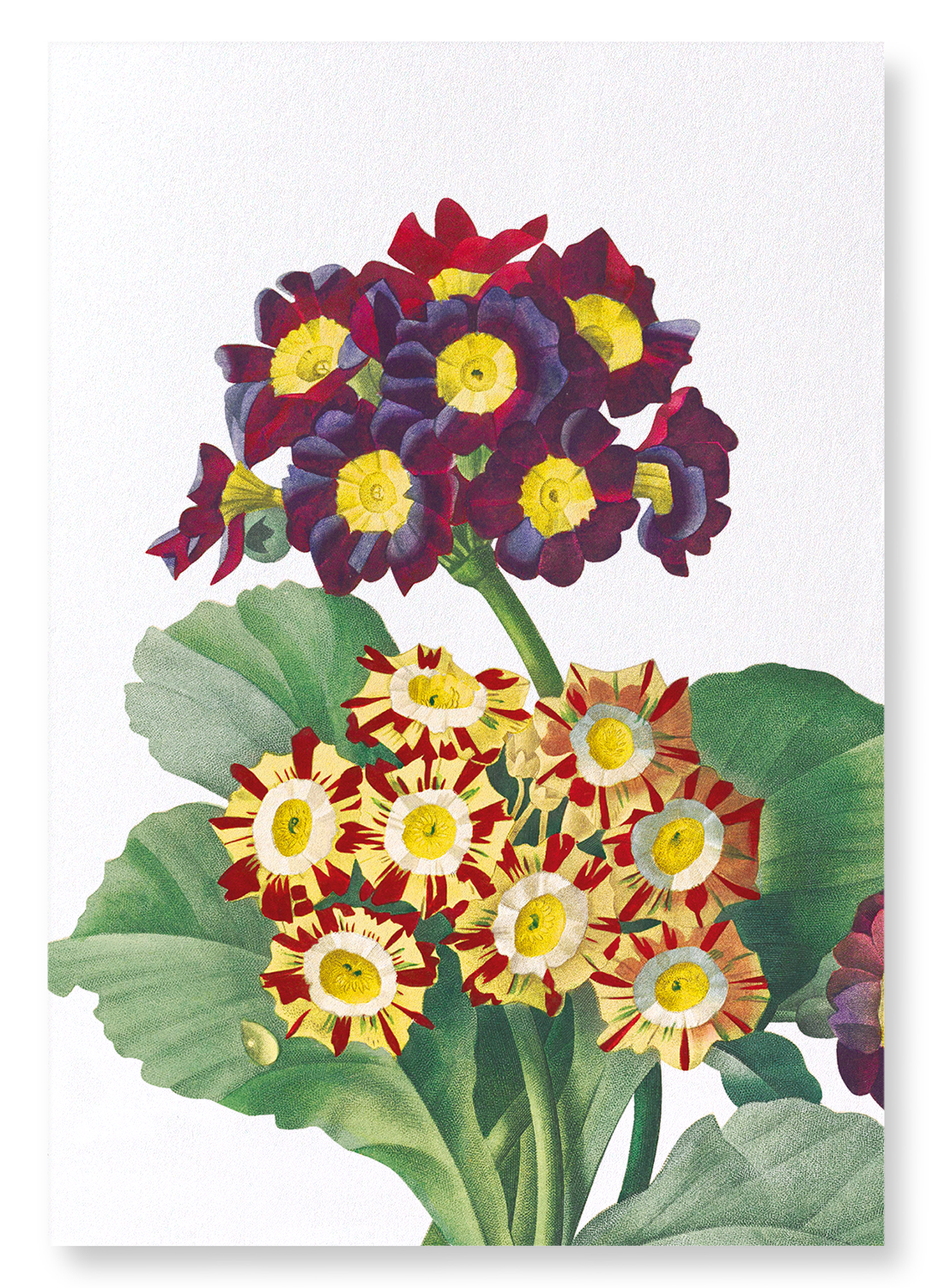 PRIMULA AURICULA NO.2: Botanical Art Print
