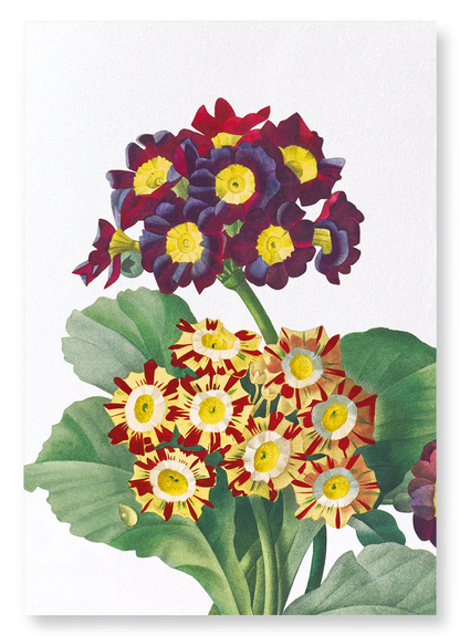 PRIMULA AURICULA NO.2: Botanical Art Print