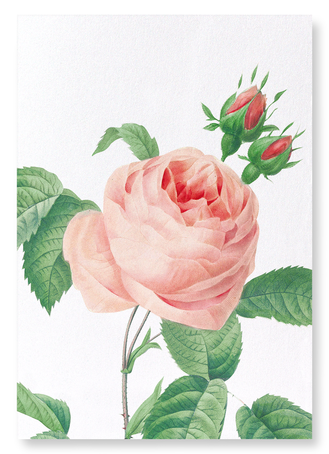 PINK ROSE NO.2: Botanical Art Print