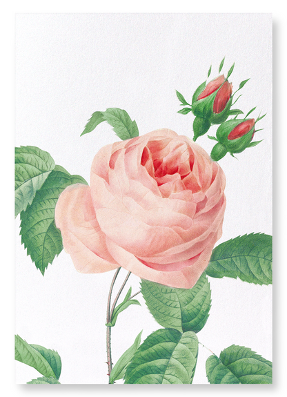 PINK ROSE NO.2: Botanical Art Print
